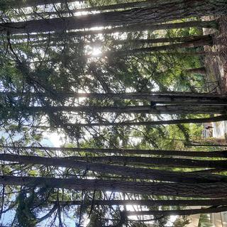 a forest path on VIU's Nanaimo campus