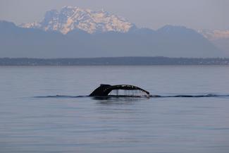A tale of a humpback whale